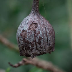 Close-up of dead plant hanging on tree