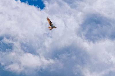 Low angle view of eagle flying in sky with prey