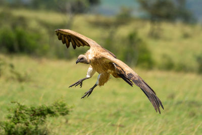 White-backed vulture banks for landing on grass