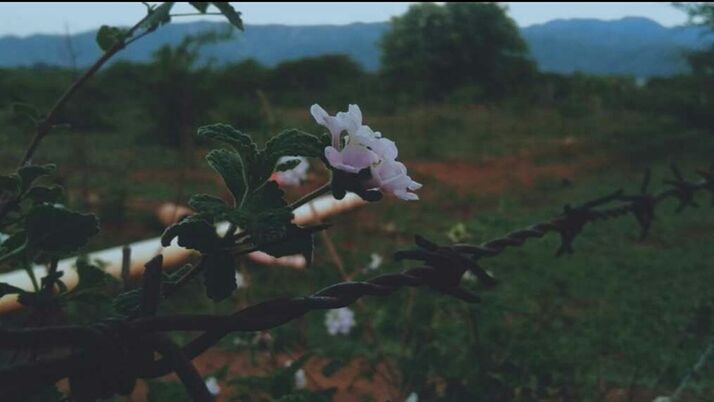 growth, nature, flower, tree, plant, beauty in nature, no people, branch, outdoors, day, fragility, blooming, freshness, close-up