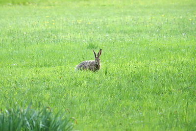 View of a rabbit on field