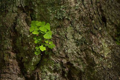 Close-up of moss growing on tree trunk