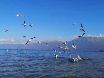 Flock of seagulls flying over sea