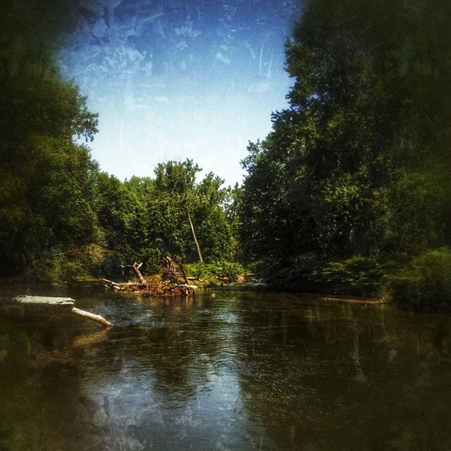 tree, water, tranquility, tranquil scene, scenics, beauty in nature, nature, lake, reflection, waterfront, growth, forest, green color, sky, river, idyllic, outdoors, non-urban scene, clear sky, no people