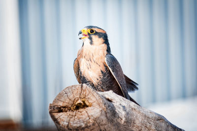 Close-up of bird perching on tree stump