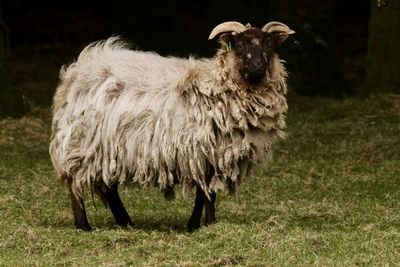 The ram of camelford