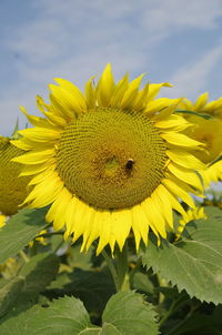 Close-up of yellow sunflower against sky