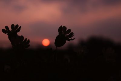 Close-up of silhouette plant against sky during sunset