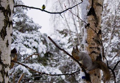 Low angle view of squirrel on tree