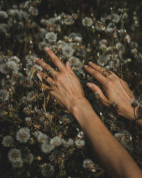 Close-up of hand touching dandelions