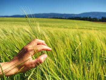 Farmer check plants in field for harvest estimation. field of green barley spikelets, harvest 