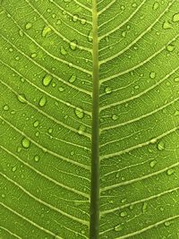 Full frame shot of wet leaf