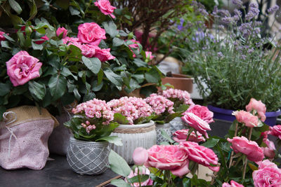 Close-up of pink flowers in basket