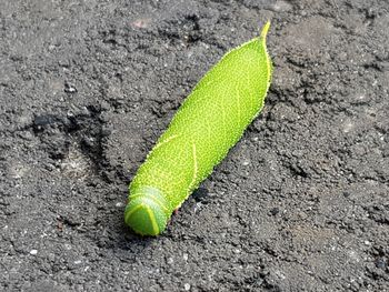 High angle view of plant growing on field