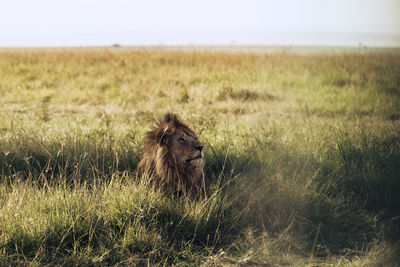 animal