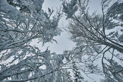 Low angle view of bare tree against sky