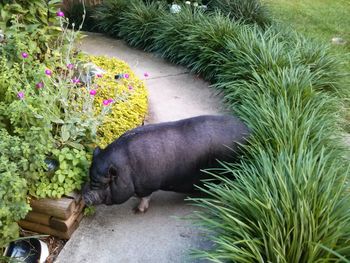 High angle view of cat amidst plants