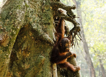 Monkey on tree in forest