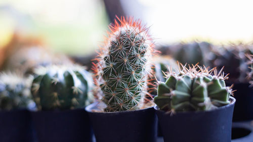 Close-up of succulent plant in pot