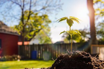 Close-up of plant against building