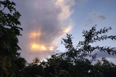 Low angle view of silhouette trees against sky during sunset