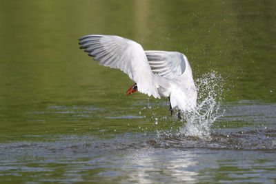 View of bird flying over lake