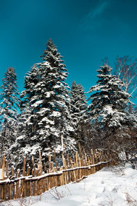 Low angle view of snow covered tree against blue sky