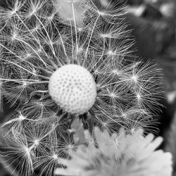 Close-up of dandelion seeds