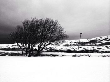 Bare trees on snow covered landscape