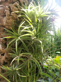 Close-up of plant