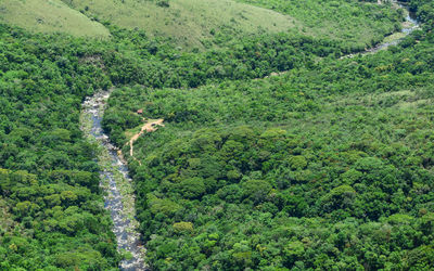High angle view of land amidst trees in forest