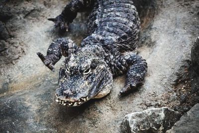 Close-up of crocodile on rock in zoo