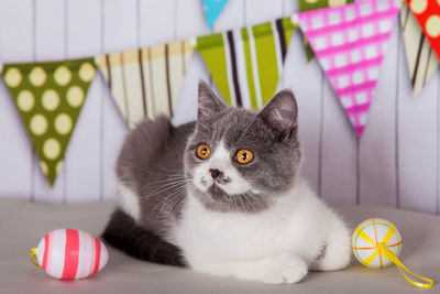 Portrait of a cat looking away