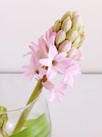 Close-up of pink flowers over white background