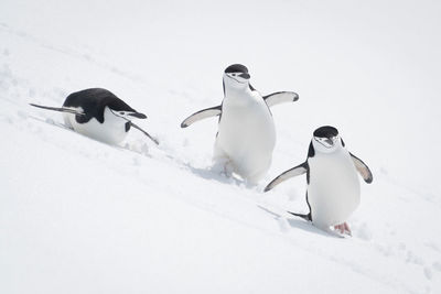 Three chinstrap penguins slide down snowy slope