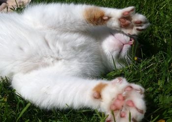 Cat relaxing on grass
