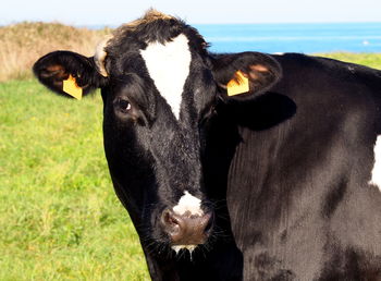 Portrait of cow on field against sky