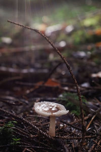 Close-up of mushroom growing on field