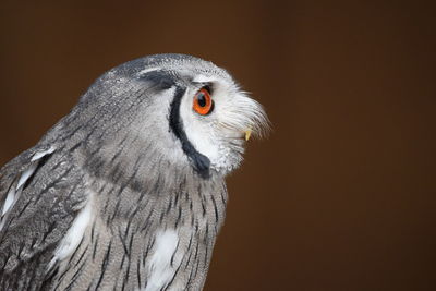 Close-up of a bird against gray background