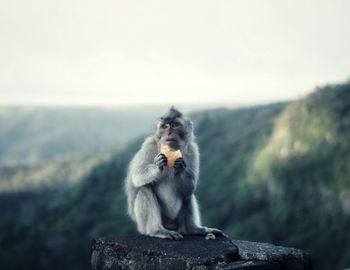 Monkey sitting on rock