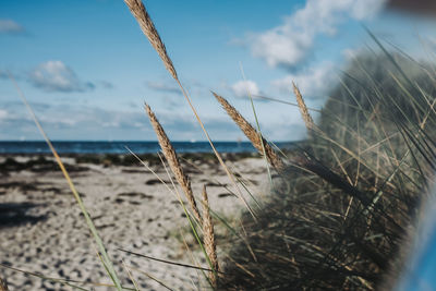 Close-up of grass on beach against sky