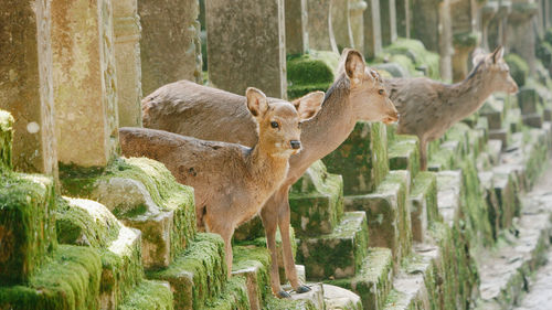 Deer standing in zoo