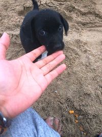 Close-up of man holding black dog