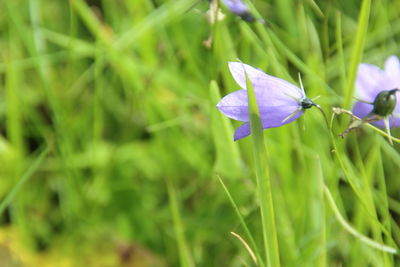 Close-up of insect on purple flower