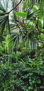 View of trees in forest