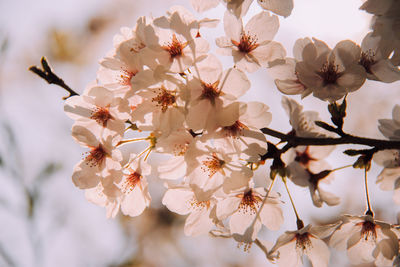 Close-up of apple blossoms in spring