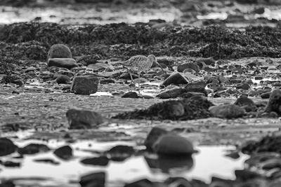 Close-up of stones on beach