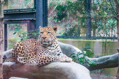 Cat resting in a zoo