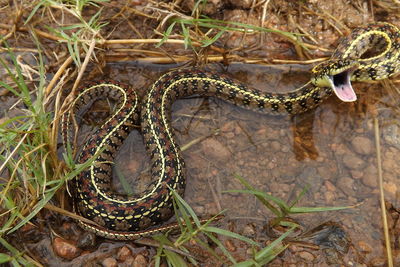 Close-up of snake