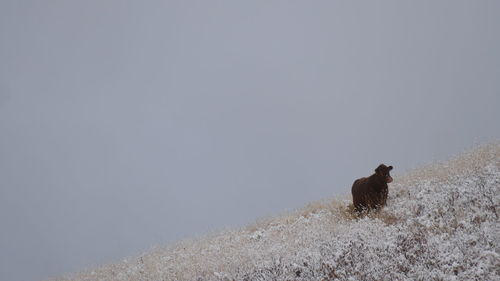 Dog on rock